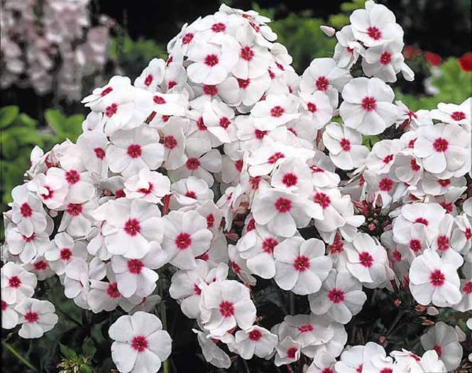 Phlox p. Graf Zeppelin - PHLOX