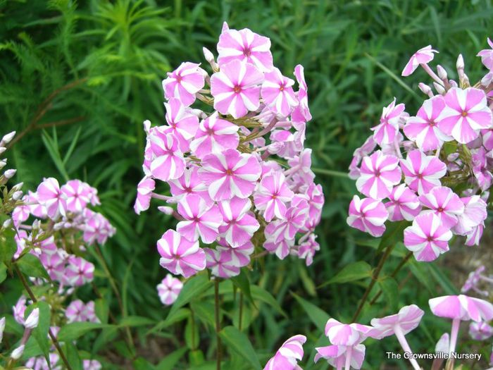 Phlox maculata Natascha - PHLOX