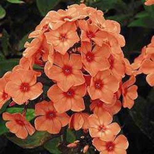 Phlox  p. Orange Perfection