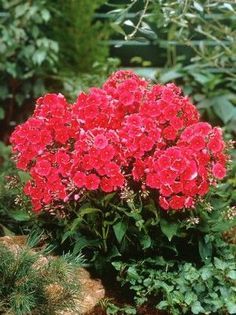 Phlox paniculata Red Riding Hood - PHLOX