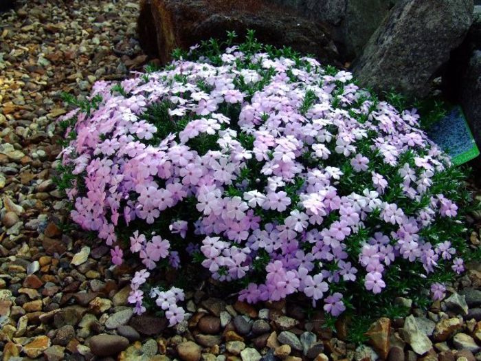 Phlox douglasii Lilac Cloud - PHLOX