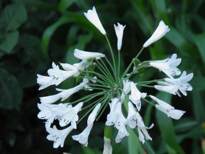 Agapanthus White (2) - PLANTE PERENE DIN GRADINA 2013