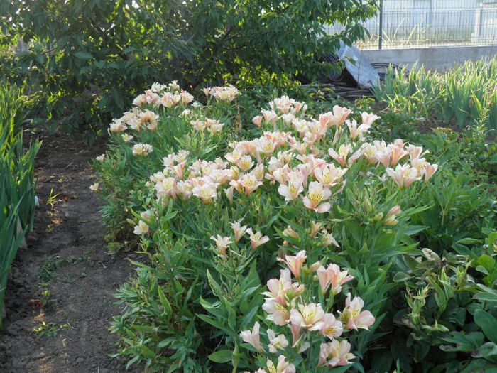 Alstroemeria Inca (3)