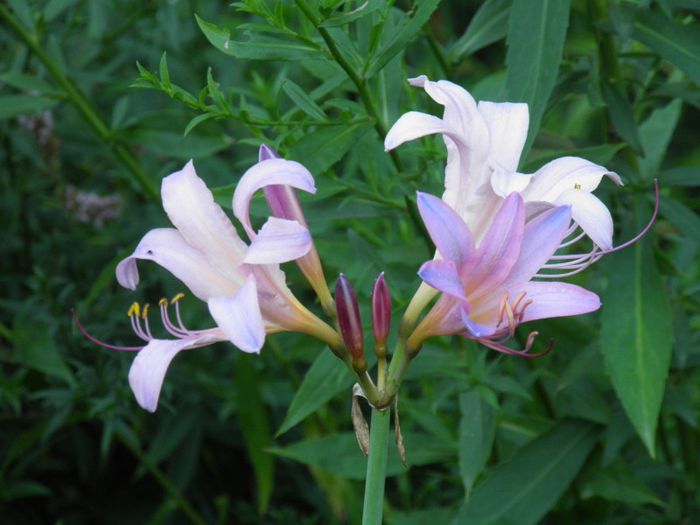 Amaryllis beladona  - PLANTE PERENE DIN GRADINA 2013