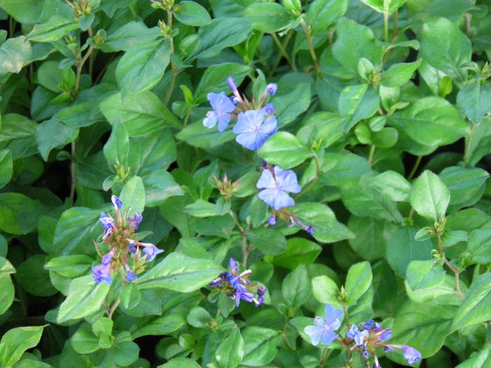 Ceratostigma plumbaginoides  (2) - PLANTE PERENE DIN GRADINA 2013