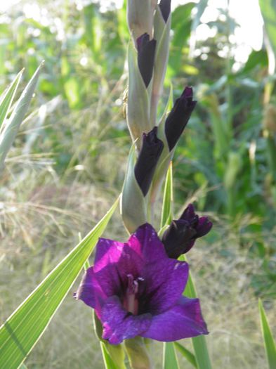Gladiole Purple Flora - PLANTE PERENE DIN GRADINA 2013