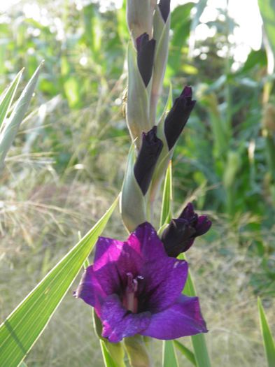 Gladiole Purple Flora