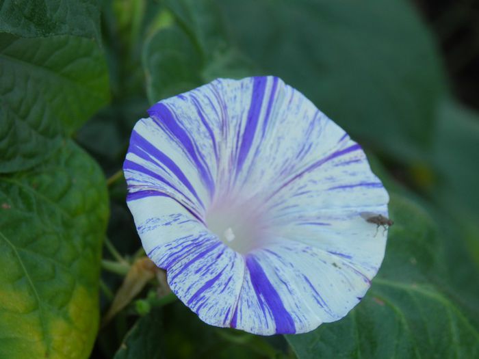 Ipomoea  (1) - PLANTE PERENE DIN GRADINA 2013