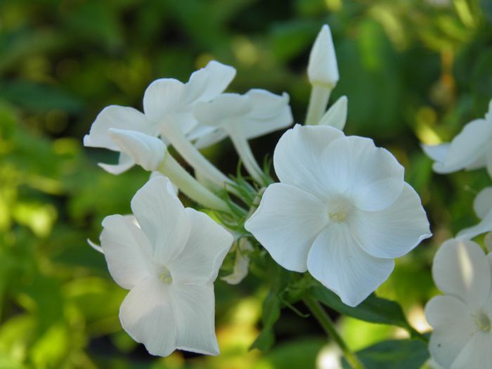 Phlox David (1) - PLANTE PERENE DIN GRADINA 2013