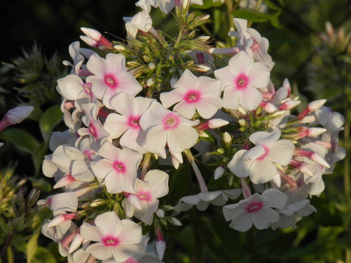 Phlox Graf Zeppelin (1) - PLANTE PERENE DIN GRADINA 2013