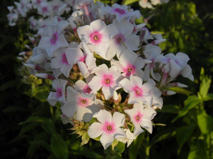 Phlox Graf Zeppelin (5) - PLANTE PERENE DIN GRADINA 2013