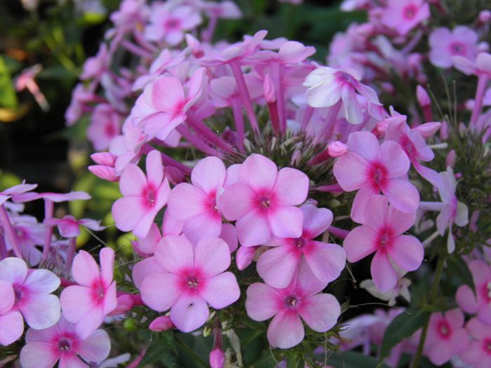 Phlox Miss Pepper (1)