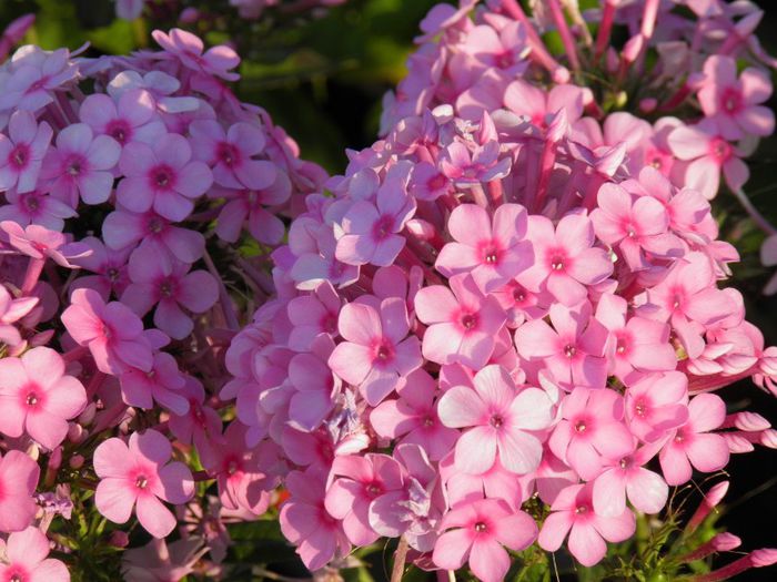 Phlox Miss Pepper (2) - PLANTE PERENE DIN GRADINA 2013