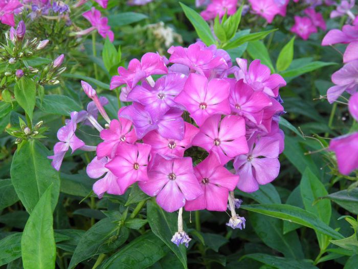 Phlox Tatjana (1) - PLANTE PERENE DIN GRADINA 2013