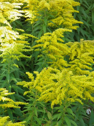 Solidago Dwarf (2) - PLANTE PERENE DIN GRADINA 2013