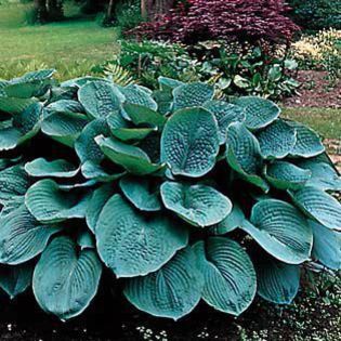 hosta Bressingham Blue