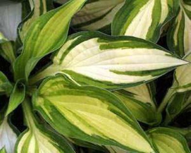 hosta Colour Glory - HOSTA sau CRIN DE TOAMNA