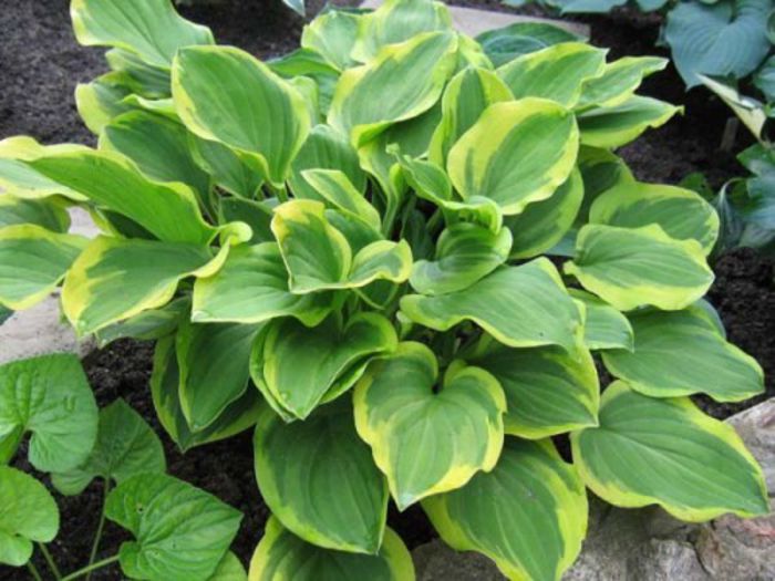 hosta Golden Tiara - HOSTA sau CRIN DE TOAMNA