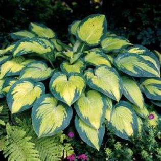 Hosta Paul s Glory - HOSTA sau CRIN DE TOAMNA