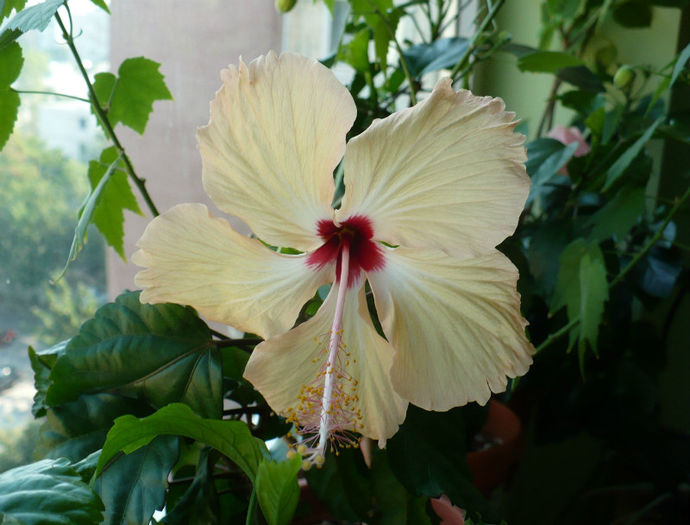 30 iulie - hibiscusi 2013