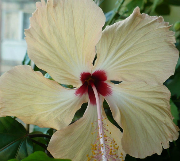 P1460857 - hibiscusi 2013