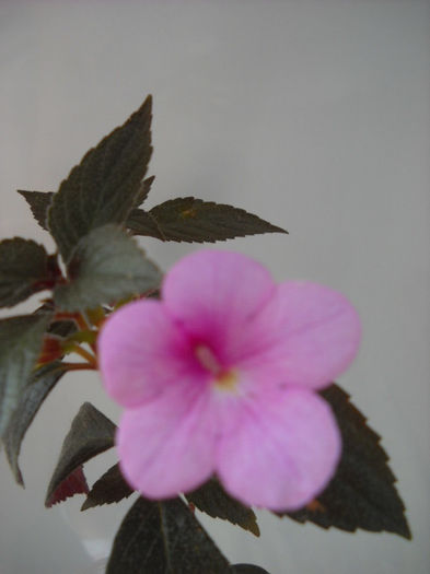 Pink Panther 28.07.013 - 1 ACHIMENES-2013