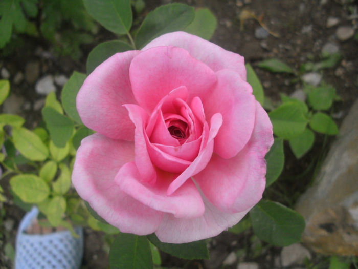 Gertrude Jekyll - Trandafiri 2013