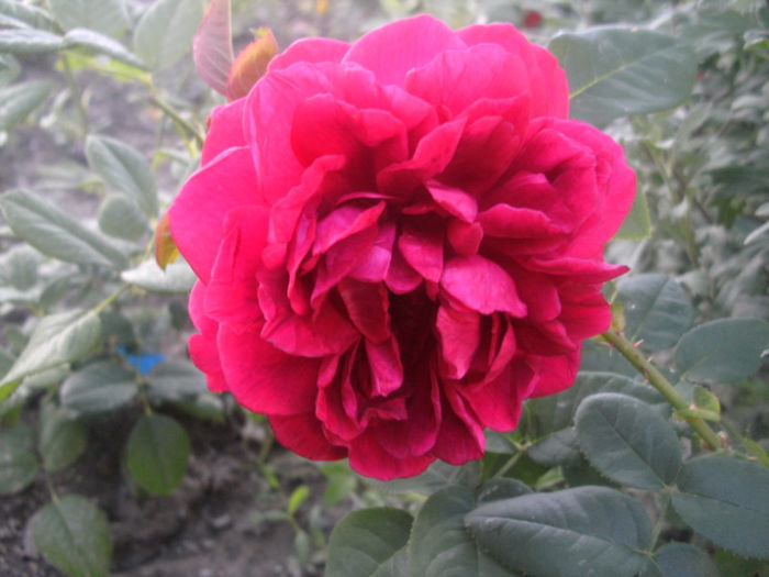 PICT0333