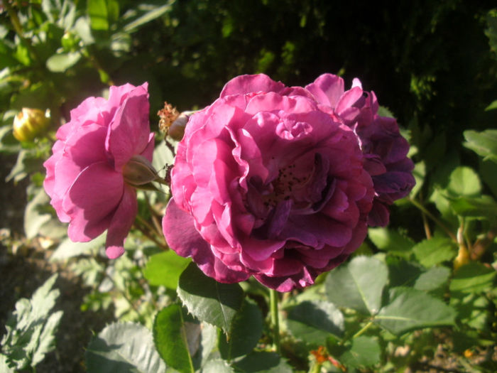 PICT0337