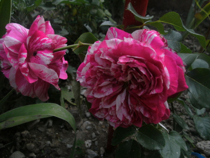 Ines Sastre - Trandafiri 2013