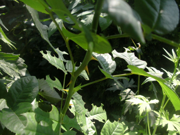 PICT0359 - Trandafiri 2013