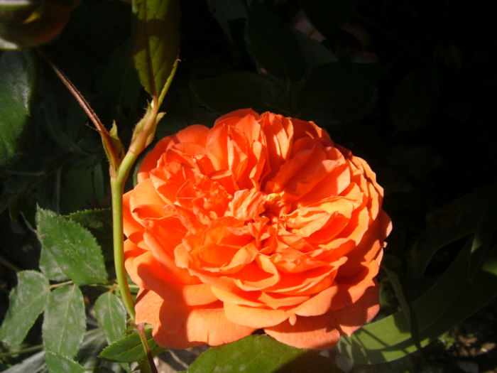 Summer song - Trandafiri 2013