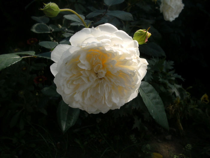 Sombreuil - Trandafiri 2013