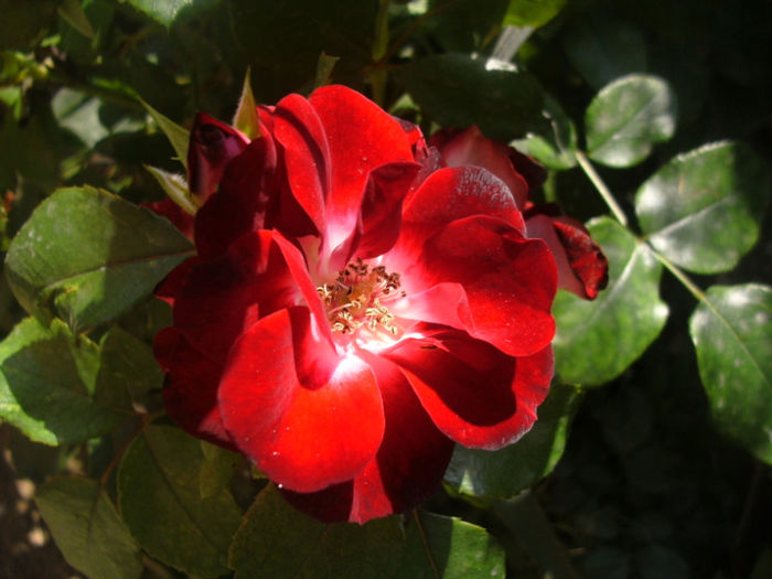 PICT0370 - Trandafiri 2013