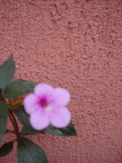 Pink Panther - 1 ACHIMENES-2013