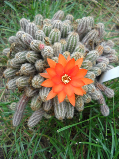 Chamaecereus-30.07.013