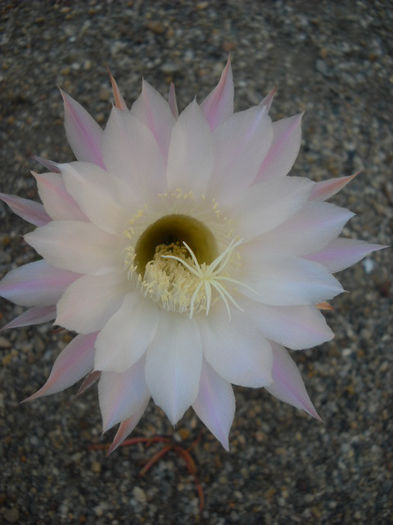 Echinopsis alb -roz 30.iulie(a 10 floare)