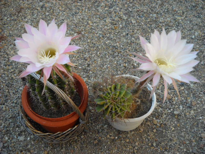 Duett Echinopsis 30.07.013