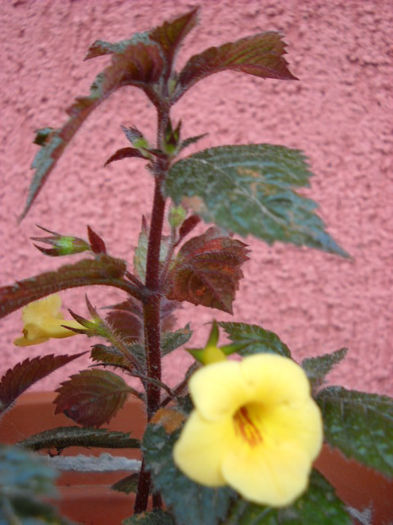 Yellow beauty 30.07.013 - 1 ACHIMENES-2013