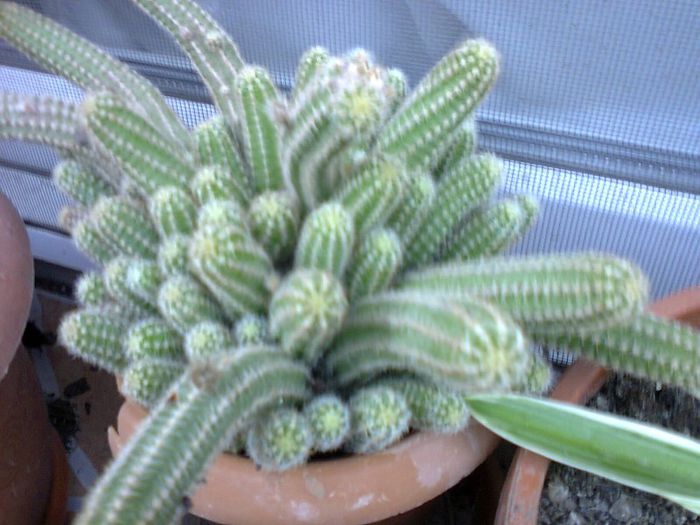 CACTUS CU FLORI ROSII - CACTUSII MEI