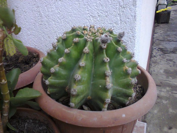 ECHINOCACTUS ALB - CACTUSII MEI