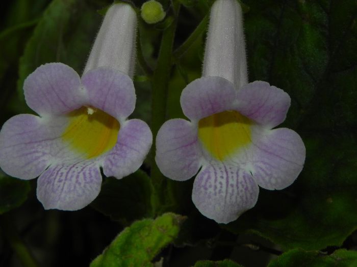 Smithiantha An`s Sognaire firenze - GESNERIACEAE