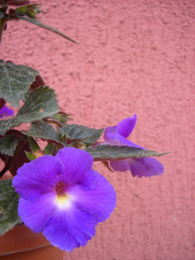 Purple king 30.07.013 - 1 ACHIMENES-2013