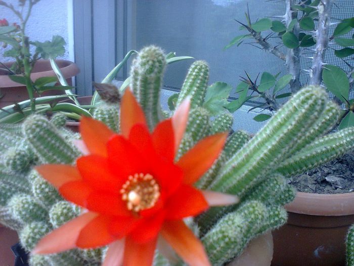 O FRUMUSETE DE FLOARE ROSIE LA CACTUSUL MEU