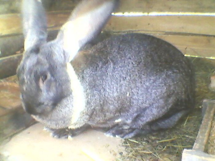 Fotografie-0013 - fostii mei iepurii