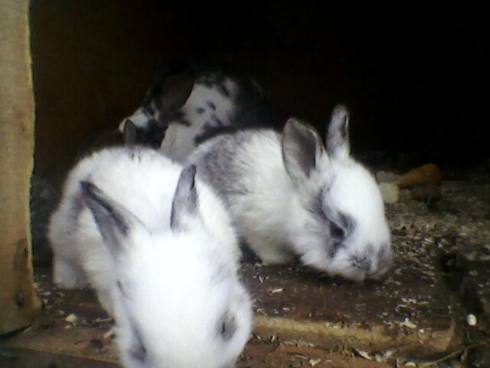 Fotografie-0021 - fostii mei iepurii
