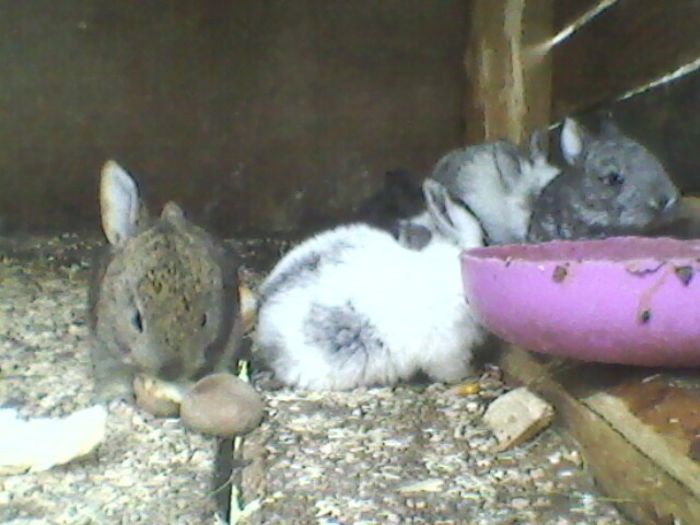 Fotografie-0022 - fostii mei iepurii