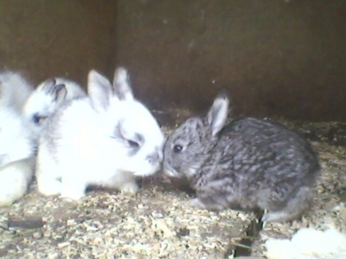 Fotografie-0025 - fostii mei iepurii