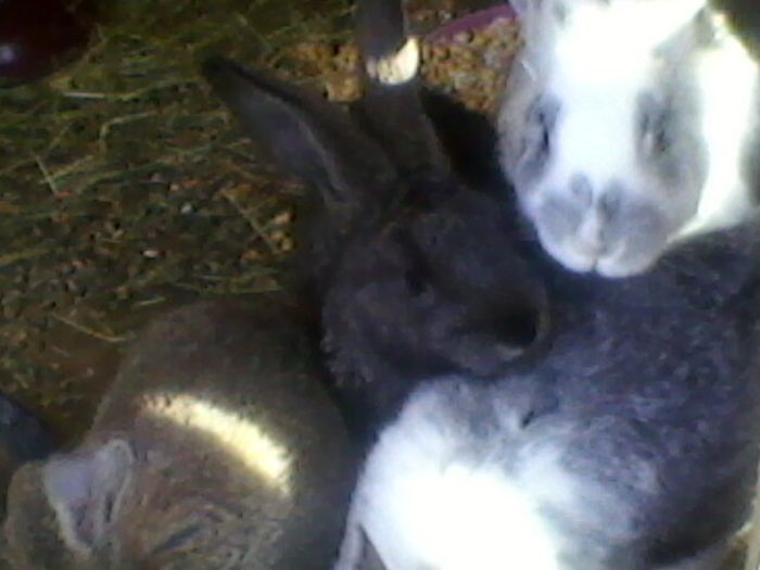 Fotografie-0034 - fostii mei iepurii