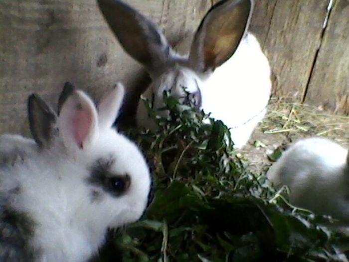 Fotografie-0065 - fostii mei iepurii